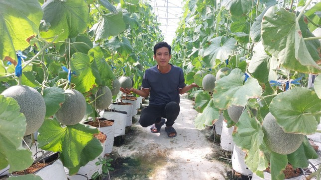 Anh Duy với vườn dưa lưới của mình. Anh Duy với vườn dưa lưới của mình.