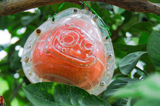 Khi còn non có màu xanh; khi quả già, chuyển dần sang màu vàng; khi bưởi chín, chuyển sang màu đỏ như trái gấc, rất đẹp mắt