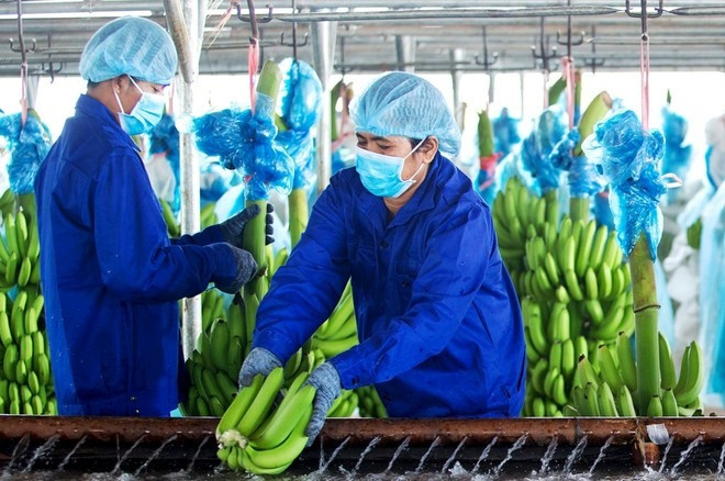 Lũy kế 9 tháng năm 2022, Hoàng Anh Gia Lai Agrico vẫn lỗ ròng hơn nghìn tỉ đồng. Ảnh: DN Lũy kế 9 tháng năm 2022, Hoàng Anh Gia Lai Agrico vẫn lỗ ròng hơn nghìn tỉ đồng. Ảnh: DN