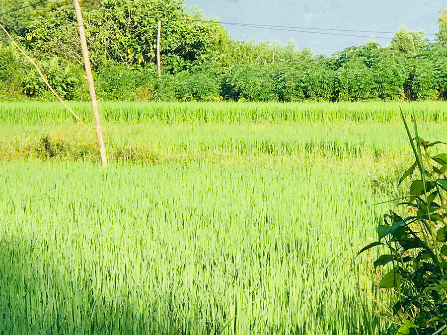 Cần điều chỉnh việc chuyển đổi mục đích sử dụng đất. Ảnh: B.H Cần điều chỉnh việc chuyển đổi mục đích sử dụng đất. Ảnh: B.H