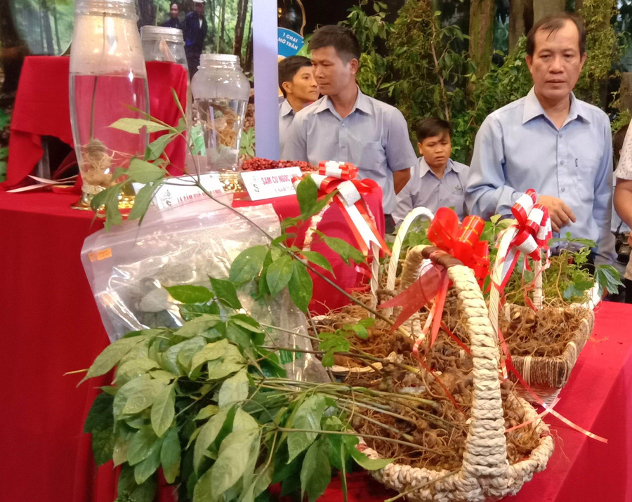 Tăng cường bảo vệ thương hiệu Sâm Ngọc Linh. Ảnh: HL Tăng cường bảo vệ thương hiệu Sâm Ngọc Linh. Ảnh: HL