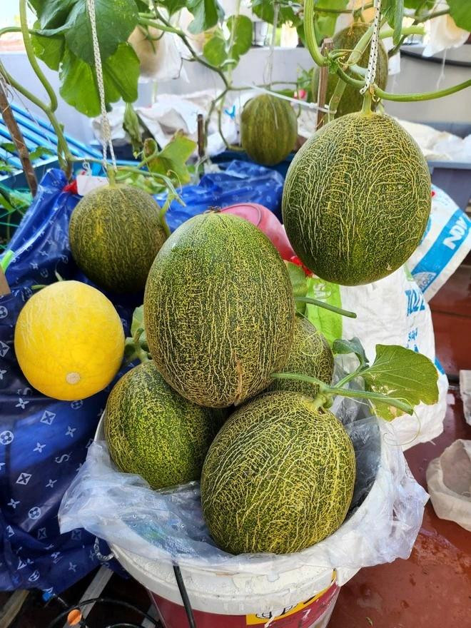 Dưa lưới trên sân thượng nhà chị Luy. Ảnh NVCC