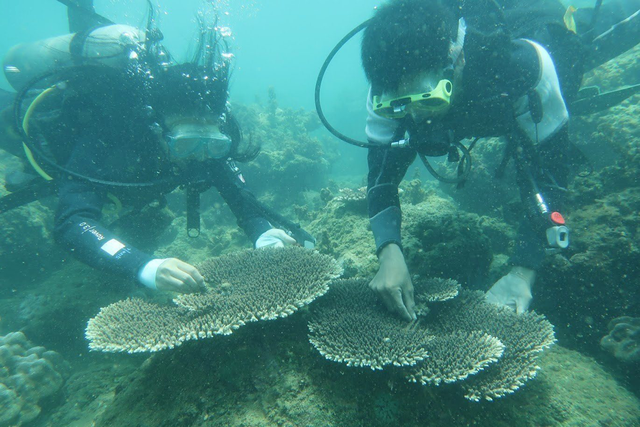 Đo tốc độ tăng trưởng và ghi chép lại kích thước tăng trưởng của các tập đoàn san hô. Ảnh: BQL KBTB Cù Lao Chàm cung cấp Đo tốc độ tăng trưởng và ghi chép lại kích thước tăng trưởng của các tập đoàn san hô. Ảnh: BQL KBTB Cù Lao Chàm cung cấp