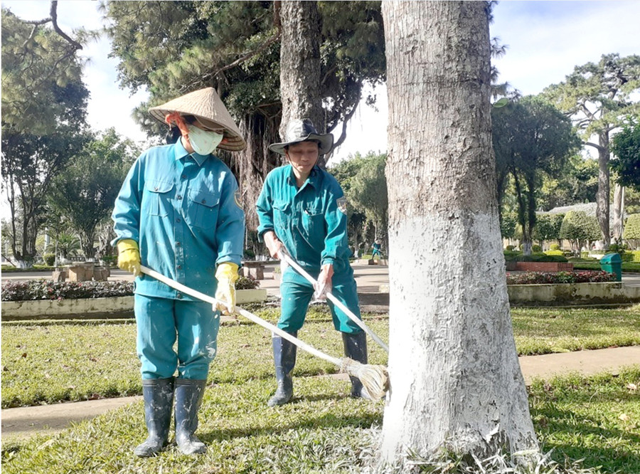 Các công nhân quét vôi cho gốc cây xanh trong khuôn viên Quảng trường Đại Đoàn Kết. Ảnh: Khoa Thi Các công nhân quét vôi cho gốc cây xanh trong khuôn viên Quảng trường Đại Đoàn Kết. Ảnh: Khoa Thi