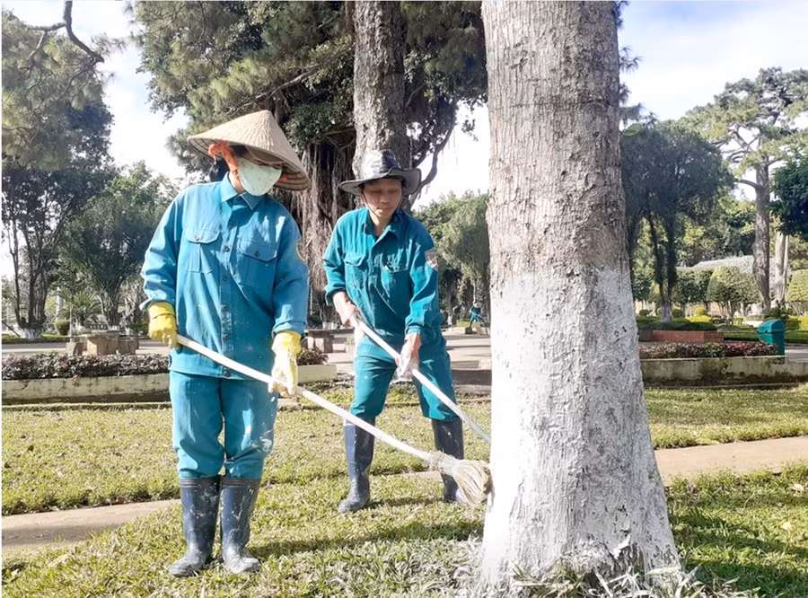 Các công nhân quét vôi cho gốc cây xanh trong khuôn viên Quảng trường Đại Đoàn Kết. Ảnh: Khoa Thi