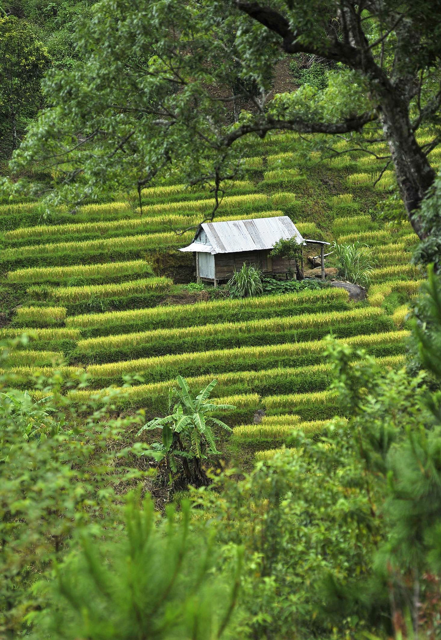 Những mảng màu xen lẫn giữa những lùm cây càng cuốn hút người xem.