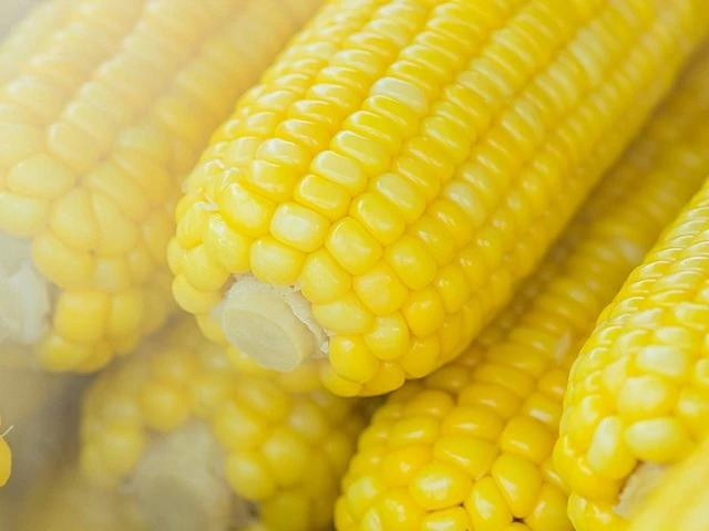 Người bị viêm dạ dày nên tránh ăn bắp vì đường cellulose trong bắp có thể khiến triệu chứng thêm nặng. Ảnh PEXELS Người bị viêm dạ dày nên tránh ăn bắp vì đường cellulose trong bắp có thể khiến triệu chứng thêm nặng. Ảnh PEXELS