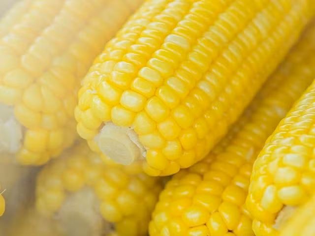 Người bị viêm dạ dày nên tránh ăn bắp vì đường cellulose trong bắp có thể khiến triệu chứng thêm nặng. Ảnh PEXELS