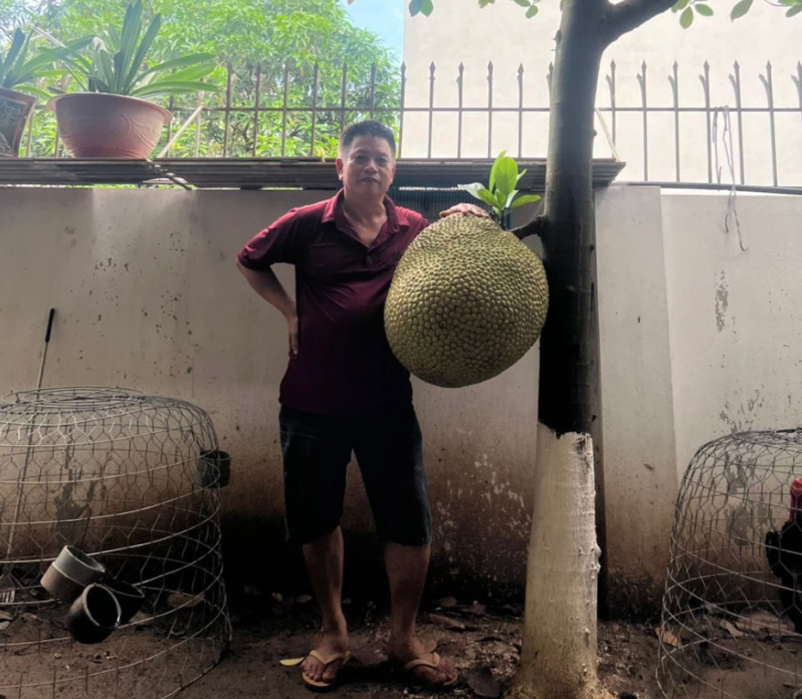 Ông Thiệu trồng cây mít này được 8 năm, bắt đầu cho trái từ năm thứ 5. Ảnh NVCC Ông Thiệu trồng cây mít này được 8 năm, bắt đầu cho trái từ năm thứ 5. Ảnh NVCC