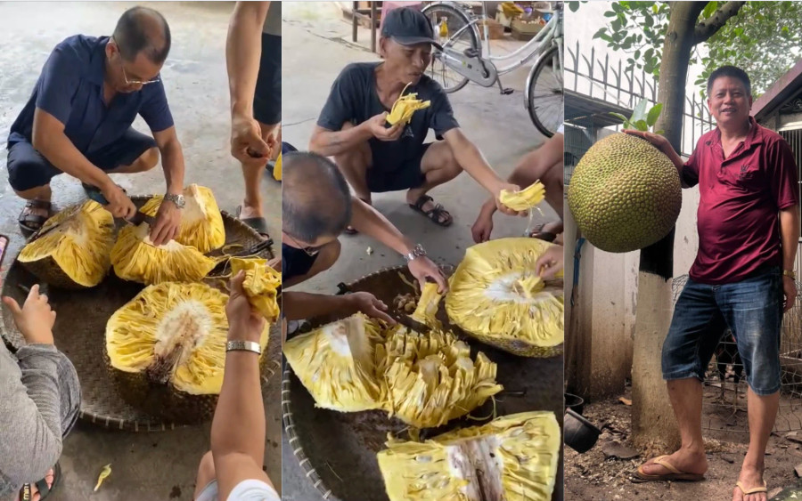 Trái mít "khủng" được gia đình ông Thiệu bổ ra hôm qua 7.7. Ảnh NVCC Trái mít "khủng" được gia đình ông Thiệu bổ ra hôm qua 7.7. Ảnh NVCC