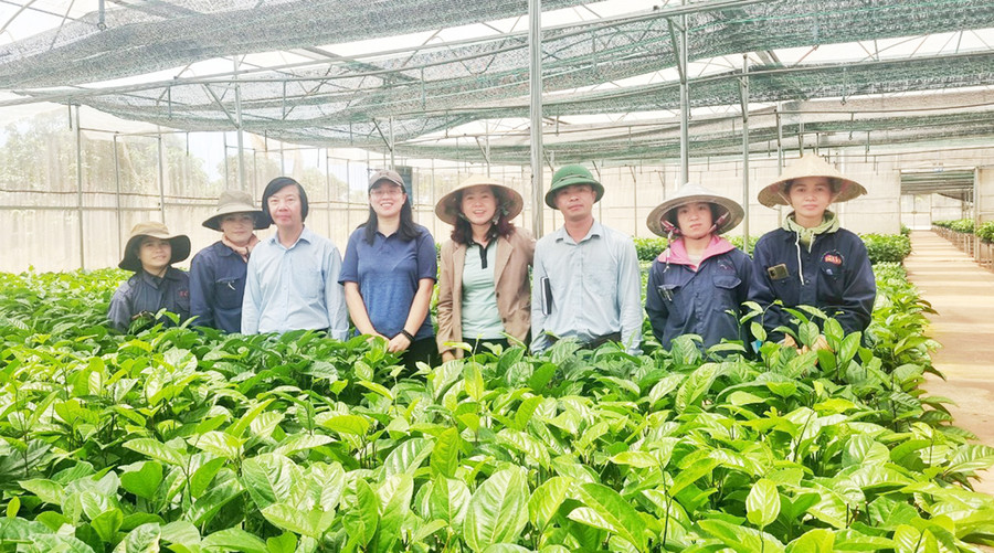 Lãnh đạo DOVECO Gia Lai kiểm tra vườn ươm giống (ảnh đơn vị cung cấp).