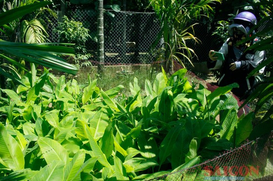 Chuối ngự từ nuôi cấy mô đang phát triển tốt. Ảnh: NGUYỄN TRANG