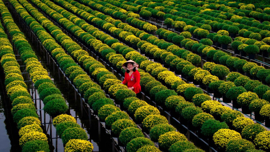 Cúc mâm xôi đang độ nở hoa, kịp mùa Tết Giáp Thìn 2024. Ảnh: BÙI VĂN HẢI Cúc mâm xôi đang độ nở hoa, kịp mùa Tết Giáp Thìn 2024. Ảnh: BÙI VĂN HẢI