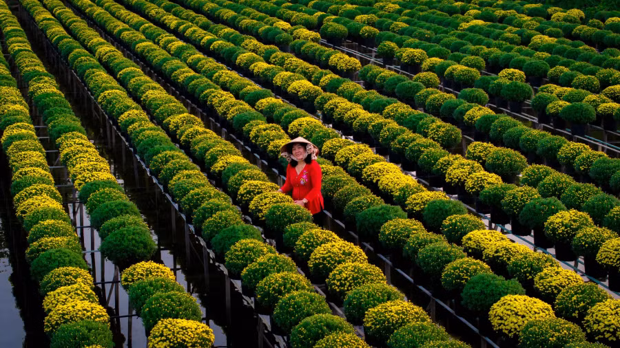 Cúc mâm xôi đang độ nở hoa, kịp mùa Tết Giáp Thìn 2024. Ảnh: BÙI VĂN HẢI