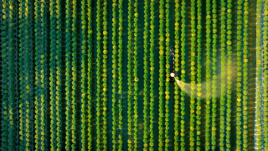 Thời điểm đẹp nhất để thăm những ruộng cúc mâm xôi bạt ngàn rơi vào khoảng từ 15 đến 23 tháng chạp. Ảnh: BÙI VĂN HẢI Thời điểm đẹp nhất để thăm những ruộng cúc mâm xôi bạt ngàn rơi vào khoảng từ 15 đến 23 tháng chạp. Ảnh: BÙI VĂN HẢI