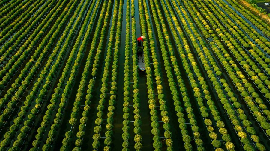 Với cách thức trồng hoa vô cùng độc đáo của mình, hoa được trồng trên giàn cao chừng 80cm đến 1m so với mặt nước. Các giàn hoa được làm bằng que củi, thanh tre hoặc miếng sắt mỏng có lối thẳng tắp vừa để người dân đi vào chăm sóc. Ảnh: BÙI VĂN HẢI Với cách thức trồng hoa vô cùng độc đáo của mình, hoa được trồng trên giàn cao chừng 80cm đến 1m so với mặt nước. Các giàn hoa được làm bằng que củi, thanh tre hoặc miếng sắt mỏng có lối thẳng tắp vừa để người dân đi vào chăm sóc. Ảnh: BÙI VĂN HẢI