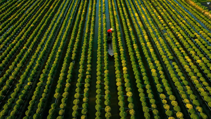 Với cách thức trồng hoa vô cùng độc đáo của mình, hoa được trồng trên giàn cao chừng 80cm đến 1m so với mặt nước. Các giàn hoa được làm bằng que củi, thanh tre hoặc miếng sắt mỏng có lối thẳng tắp vừa để người dân đi vào chăm sóc. Ảnh: BÙI VĂN HẢI