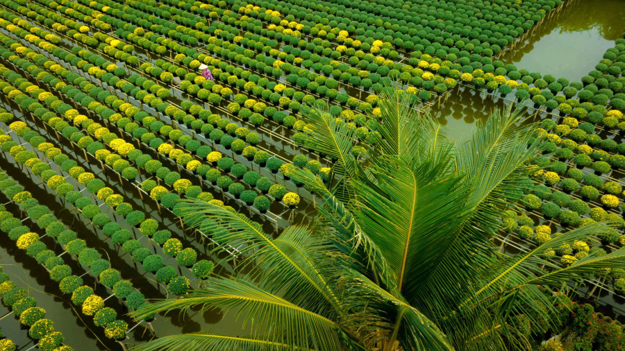 Những ngày cận tết, đến với làng hoa Sa Đéc mới thấy hết không khí tất bật chuẩn bị đón xuân về. Các vườn hay ruộng hoa lúc nào cũng có người tưới nước, tỉa cành, gói hoa đi bán. Xe cộ ra vào vườn hoa liên tục, nào là bạn hàng tìm đến vườn mua hoa và cả khách du lịch yêu thích phong cảnh vùng quê xin vào vườn chụp ảnh khiến không khí lúc nào cũng đông vui.. Ảnh: BÙI VĂN HẢI Những ngày cận tết, đến với làng hoa Sa Đéc mới thấy hết không khí tất bật chuẩn bị đón xuân về. Các vườn hay ruộng hoa lúc nào cũng có người tưới nước, tỉa cành, gói hoa đi bán. Xe cộ ra vào vườn hoa liên tục, nào là bạn hàng tìm đến vườn mua hoa và cả khách du lịch yêu thích phong cảnh vùng quê xin vào vườn chụp ảnh khiến không khí lúc nào cũng đông vui.. Ảnh: BÙI VĂN HẢI