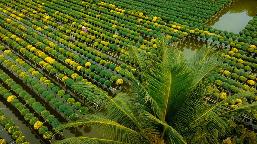 Những ngày cận tết, đến với làng hoa Sa Đéc mới thấy hết không khí tất bật chuẩn bị đón xuân về. Các vườn hay ruộng hoa lúc nào cũng có người tưới nước, tỉa cành, gói hoa đi bán. Xe cộ ra vào vườn hoa liên tục, nào là bạn hàng tìm đến vườn mua hoa và cả khách du lịch yêu thích phong cảnh vùng quê xin vào vườn chụp ảnh khiến không khí lúc nào cũng đông vui.. Ảnh: BÙI VĂN HẢI