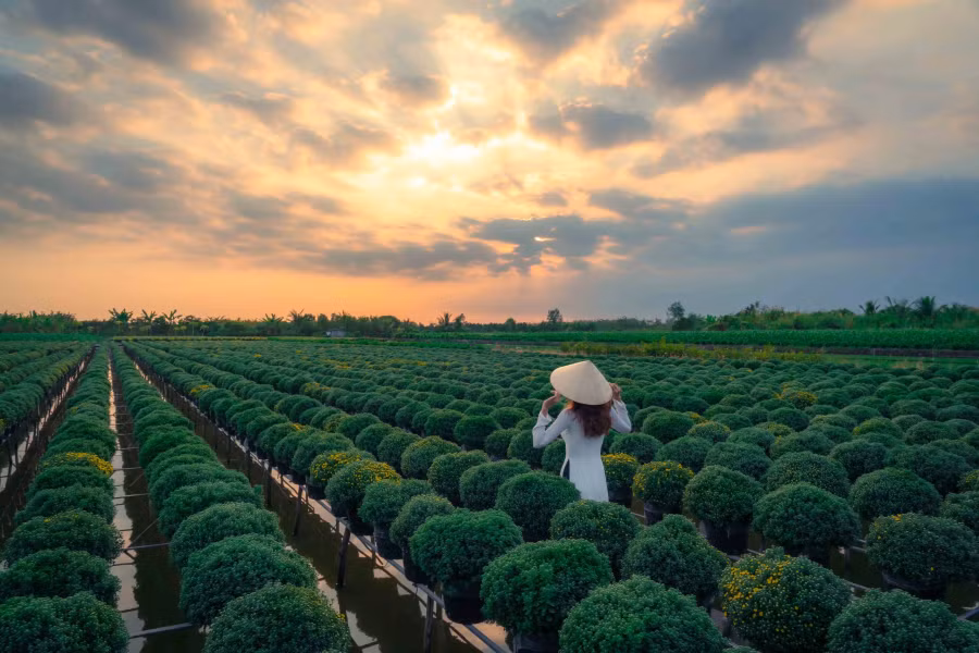 Nói về cách trồng hoa độc đáo của mình, người dân chia sẻ: "Trồng hoa trên giàn để giảm sự phá hoại của sâu bọ, ngoài ra sẽ dễ dàng hơn trong việc di chuyển chăm sóc như tưới hoa, tỉa cành, phun thuốc và cả vận chuyển buôn bán nữa". Ảnh: BÙI VĂN HẢI