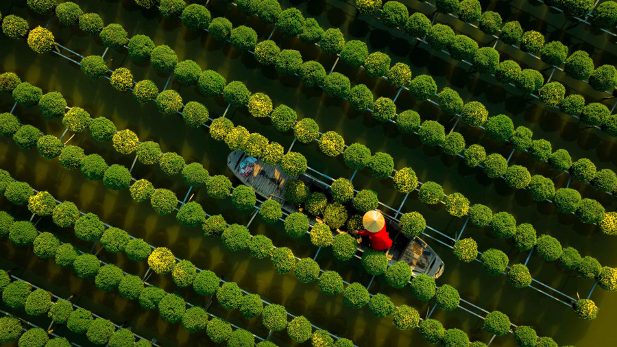 Sở dĩ tỉnh lộ 848 trở thành điểm yêu thích của các nhiếp ảnh gia vì nơi đây tập trung những ruộng hoa lớn. Có ruộng hoa trồng từ 5.000 đến 10.000 chậu cúc mâm xôi. Ảnh: BÙI VĂN HẢI Sở dĩ tỉnh lộ 848 trở thành điểm yêu thích của các nhiếp ảnh gia vì nơi đây tập trung những ruộng hoa lớn. Có ruộng hoa trồng từ 5.000 đến 10.000 chậu cúc mâm xôi. Ảnh: BÙI VĂN HẢI