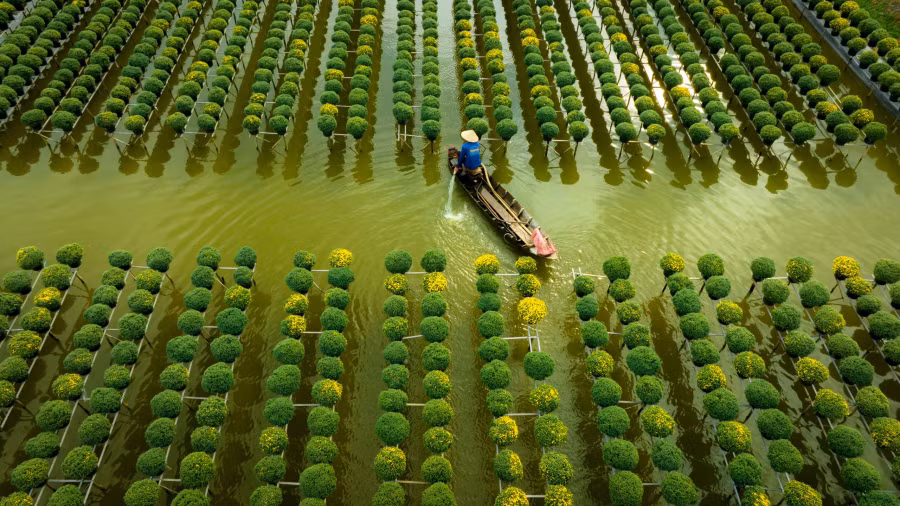 Người dân tưới nước cho hoa. Ảnh: BÙI VĂN HẢI