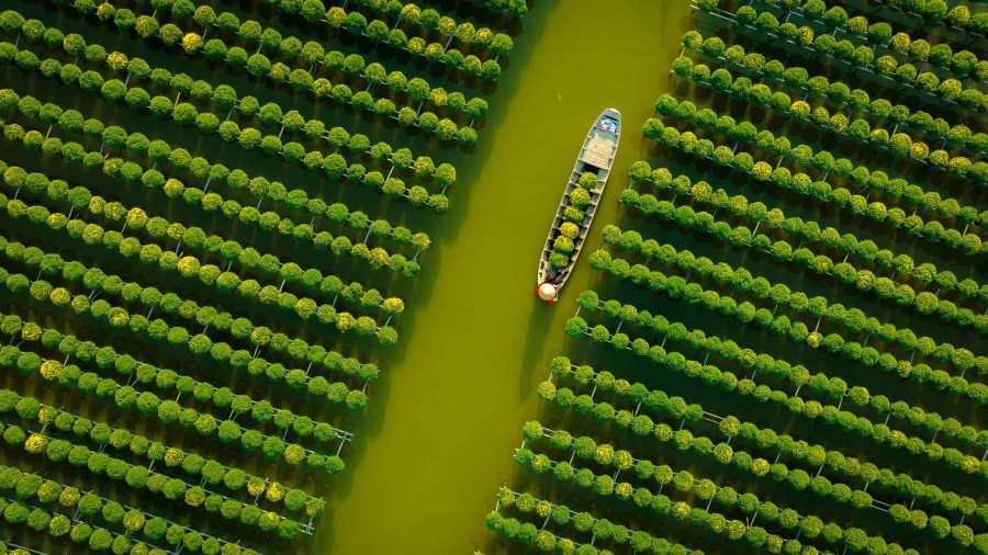 Hoa tết ở Sa Đéc trồng nhiều nhất ở thị xã Tân Khánh Đông, cụ thể là làng hoa Sa Đéc và dọc theo tỉnh lộ 848 hướng từ thành phố Sa Đéc qua thành phố Cao Lãnh. Ảnh: BÙI VĂN HẢI Hoa tết ở Sa Đéc trồng nhiều nhất ở thị xã Tân Khánh Đông, cụ thể là làng hoa Sa Đéc và dọc theo tỉnh lộ 848 hướng từ thành phố Sa Đéc qua thành phố Cao Lãnh. Ảnh: BÙI VĂN HẢI