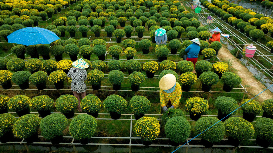 Từ 23 trở đi, người trồng hoa sẽ giao từng chậu hoa chuyển đi đến các chợ tết ở khắp các tỉnh thành trong cả nước. Vì vậy, sau thời gian này, các ruộng hoa thường trống, không còn đẹp để tham quan chụp ảnh. Ảnh: BÙI VĂN HẢI Từ 23 trở đi, người trồng hoa sẽ giao từng chậu hoa chuyển đi đến các chợ tết ở khắp các tỉnh thành trong cả nước. Vì vậy, sau thời gian này, các ruộng hoa thường trống, không còn đẹp để tham quan chụp ảnh. Ảnh: BÙI VĂN HẢI