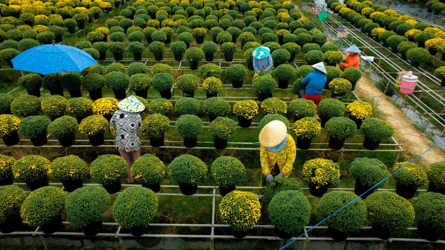 Từ 23 trở đi, người trồng hoa sẽ giao từng chậu hoa chuyển đi đến các chợ tết ở khắp các tỉnh thành trong cả nước. Vì vậy, sau thời gian này, các ruộng hoa thường trống, không còn đẹp để tham quan chụp ảnh. Ảnh: BÙI VĂN HẢI