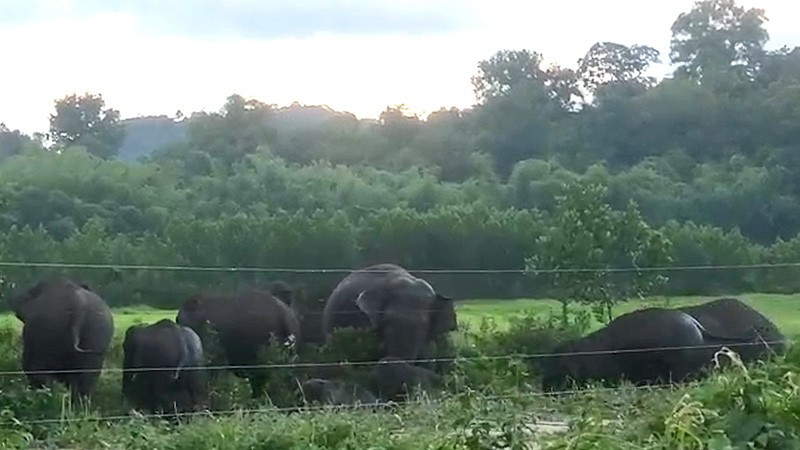 Đàn voi rừng khoảng 10 con xuất hiện tại khu vực rẫy của người dân ở ấp 4, xã Thanh Sơn, huyện Định Quán.