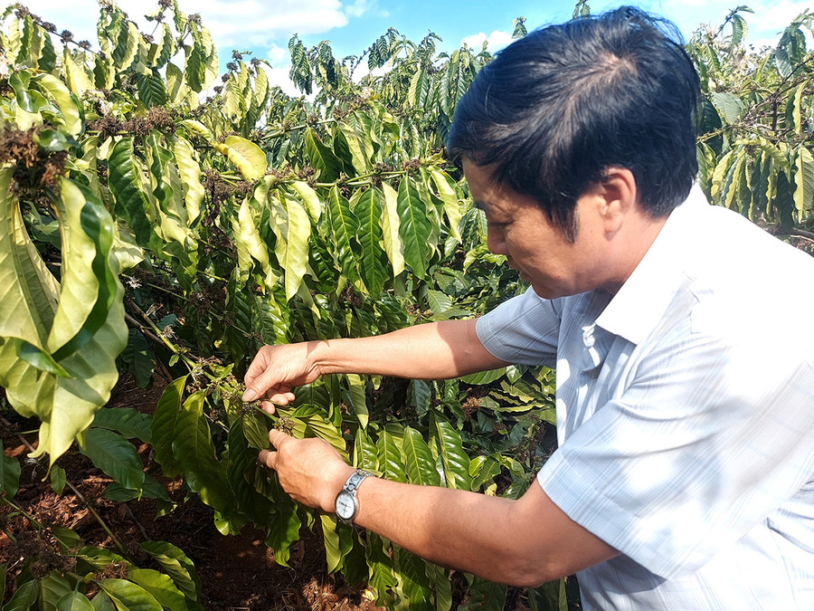 Huyện Ia Grai có hơn 10 ha cà phê bị nhiễm rệp sáp. Ảnh: Thiên Di Huyện Ia Grai có hơn 10 ha cà phê bị nhiễm rệp sáp. Ảnh: Thiên Di