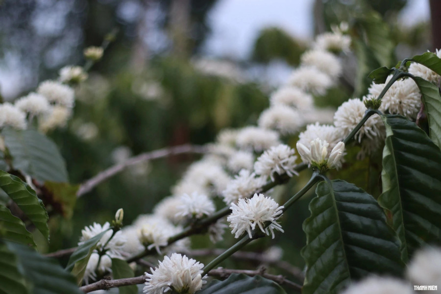 Mùi hoa cà phê tỏa ra rất thơm, đi ngoài đường thôi cũng cảm nhận rõ mùi hương ngạt ngào ấy. Ảnh: Xuân Lâm Mùi hoa cà phê tỏa ra rất thơm, đi ngoài đường thôi cũng cảm nhận rõ mùi hương ngạt ngào ấy. Ảnh: Xuân Lâm