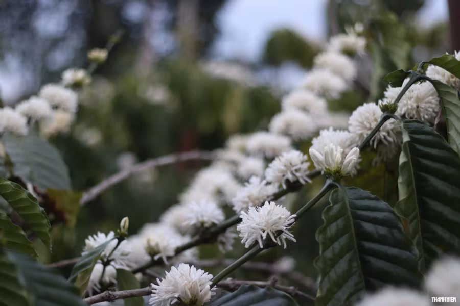 Mùi hoa cà phê tỏa ra rất thơm, đi ngoài đường thôi cũng cảm nhận rõ mùi hương ngạt ngào ấy. Ảnh: Xuân Lâm Mùi hoa cà phê tỏa ra rất thơm, đi ngoài đường thôi cũng cảm nhận rõ mùi hương ngạt ngào ấy. Ảnh: Xuân Lâm