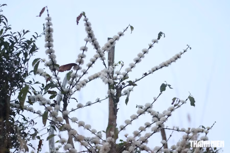 Sau một mùa thu hoạch quả, hoa cà phê lại bung nở, báo hiệu bước vào một mùa vụ của bà con nông dân ở khu vực Tây nguyên. Ảnh: Xuân Lâm Sau một mùa thu hoạch quả, hoa cà phê lại bung nở, báo hiệu bước vào một mùa vụ của bà con nông dân ở khu vực Tây nguyên. Ảnh: Xuân Lâm