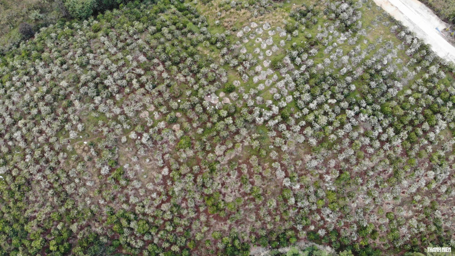 Một ngọn đồi trắng xóa khi hoa cà phê bung nở. Ảnh: Xuân Lâm Một ngọn đồi trắng xóa khi hoa cà phê bung nở. Ảnh: Xuân Lâm