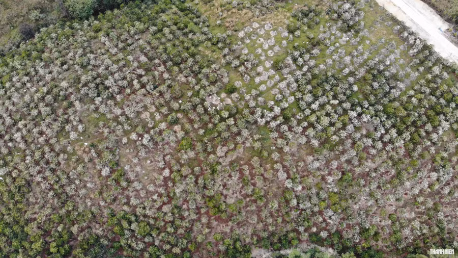 Một ngọn đồi trắng xóa khi hoa cà phê bung nở. Ảnh: Xuân Lâm Một ngọn đồi trắng xóa khi hoa cà phê bung nở. Ảnh: Xuân Lâm