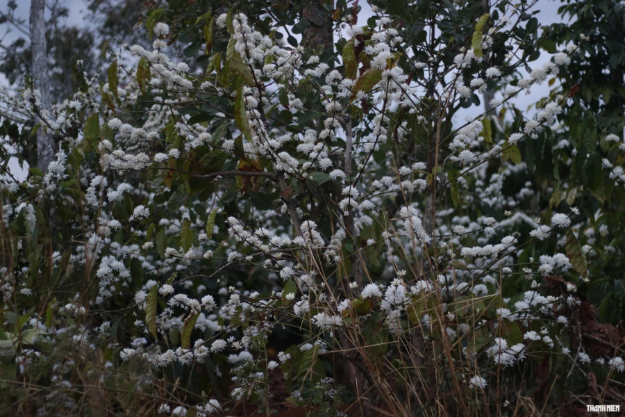 Xao xuyến trước vẻ đẹp của mùa hoa cà phê. Ảnh: Xuân Lâm Xao xuyến trước vẻ đẹp của mùa hoa cà phê. Ảnh: Xuân Lâm