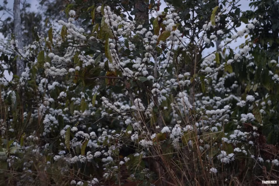 Xao xuyến trước vẻ đẹp của mùa hoa cà phê. Ảnh: Xuân Lâm Xao xuyến trước vẻ đẹp của mùa hoa cà phê. Ảnh: Xuân Lâm