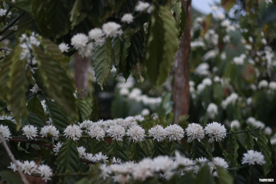 Giá cà phê tăng cao khiến loại cây trồng này càng được quan tâm, chăm sóc kỹ lưỡng. Ảnh: Xuân Lâm Giá cà phê tăng cao khiến loại cây trồng này càng được quan tâm, chăm sóc kỹ lưỡng. Ảnh: Xuân Lâm