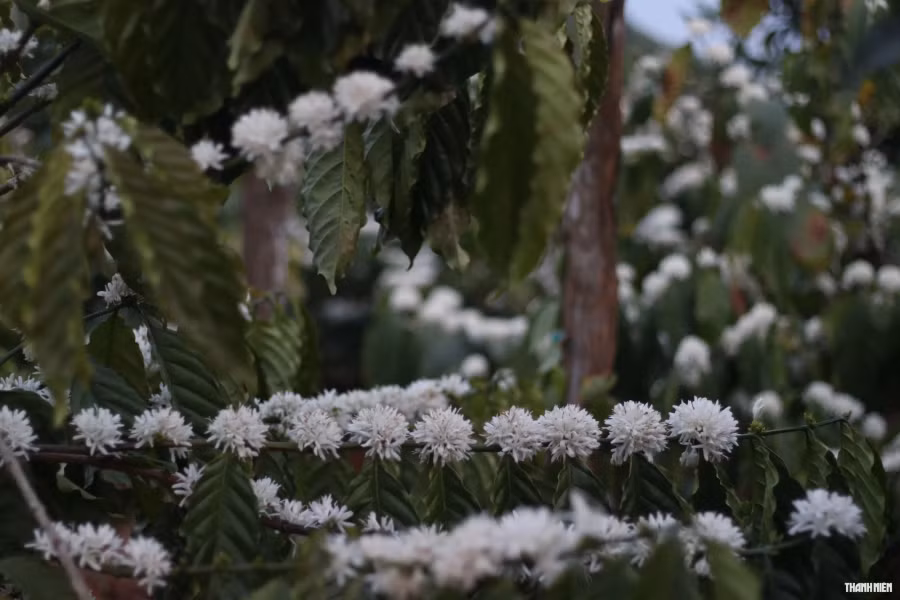 Giá cà phê tăng cao khiến loại cây trồng này càng được quan tâm, chăm sóc kỹ lưỡng. Ảnh: Xuân Lâm Giá cà phê tăng cao khiến loại cây trồng này càng được quan tâm, chăm sóc kỹ lưỡng. Ảnh: Xuân Lâm