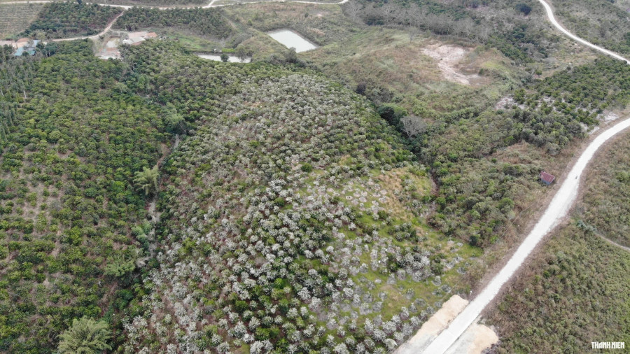 Hoa cà phê sẽ nở từ các tháng 1, 2, 3 - thời điểm cây ra hoa phụ thuộc vào lượng mưa và lượng nước tưới của người nông dân. Ảnh: Xuân Lâm Hoa cà phê sẽ nở từ các tháng 1, 2, 3 - thời điểm cây ra hoa phụ thuộc vào lượng mưa và lượng nước tưới của người nông dân. Ảnh: Xuân Lâm