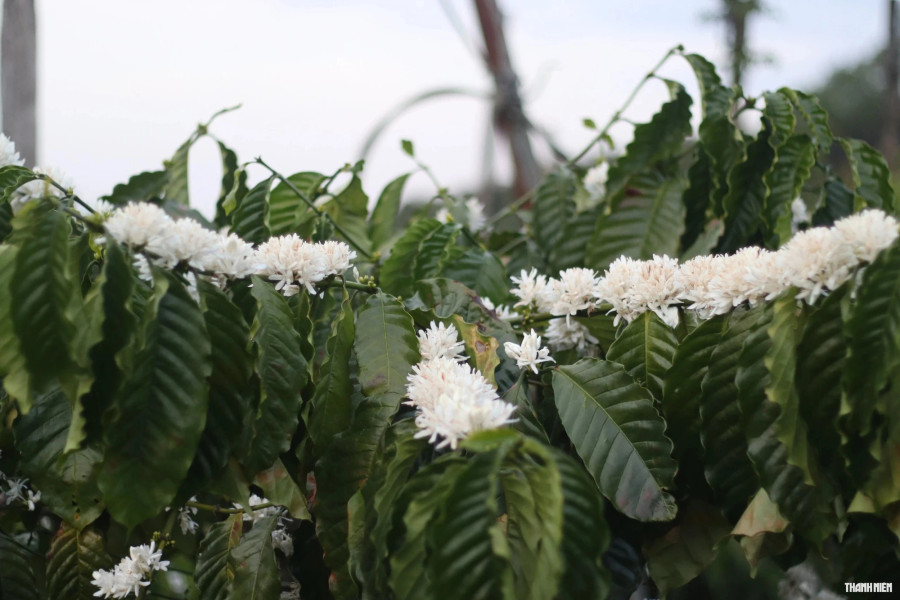 Giá cà phê hiện dao động ở mức 70 triệu đồng/tấn nhân, nên bà con nông dân khá phấn khởi trước một mùa vụ mới. Ảnh: Xuân Lâm Giá cà phê hiện dao động ở mức 70 triệu đồng/tấn nhân, nên bà con nông dân khá phấn khởi trước một mùa vụ mới. Ảnh: Xuân Lâm