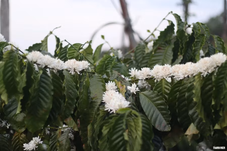 Giá cà phê hiện dao động ở mức 70 triệu đồng/tấn nhân, nên bà con nông dân khá phấn khởi trước một mùa vụ mới. Ảnh: Xuân Lâm Giá cà phê hiện dao động ở mức 70 triệu đồng/tấn nhân, nên bà con nông dân khá phấn khởi trước một mùa vụ mới. Ảnh: Xuân Lâm