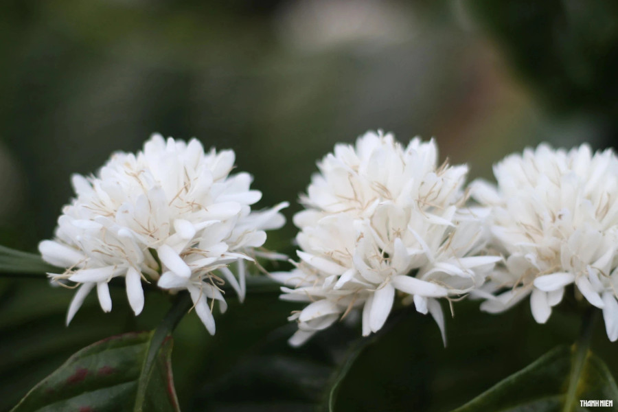 Năm nay, người dân trồng cà phê "thắng lớn" bởi giá cà phê nhân cao hơn so với mọi năm. Ảnh: Xuân Lâm Năm nay, người dân trồng cà phê "thắng lớn" bởi giá cà phê nhân cao hơn so với mọi năm. Ảnh: Xuân Lâm