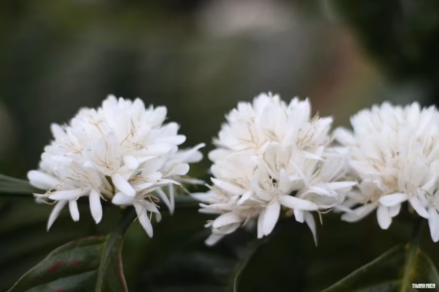 Năm nay, người dân trồng cà phê "thắng lớn" bởi giá cà phê nhân cao hơn so với mọi năm. Ảnh: Xuân Lâm Năm nay, người dân trồng cà phê "thắng lớn" bởi giá cà phê nhân cao hơn so với mọi năm. Ảnh: Xuân Lâm