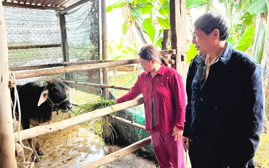 Nhờ tiếp cận thông tin kịp thời và được hỗ trợ bò giống giúp kinh tế gia đình chị Thái Thị Thanh Thi (thôn An Thượng 2) dần cải thiện. Ảnh: An Nguyên