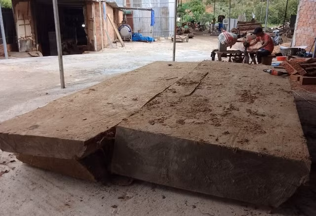 Ông Nam đưa số gỗ đào được đi gia công thì bị cơ quan công an lập biên bản, tạm giữ. Ảnh: ĐỨC NHẬT