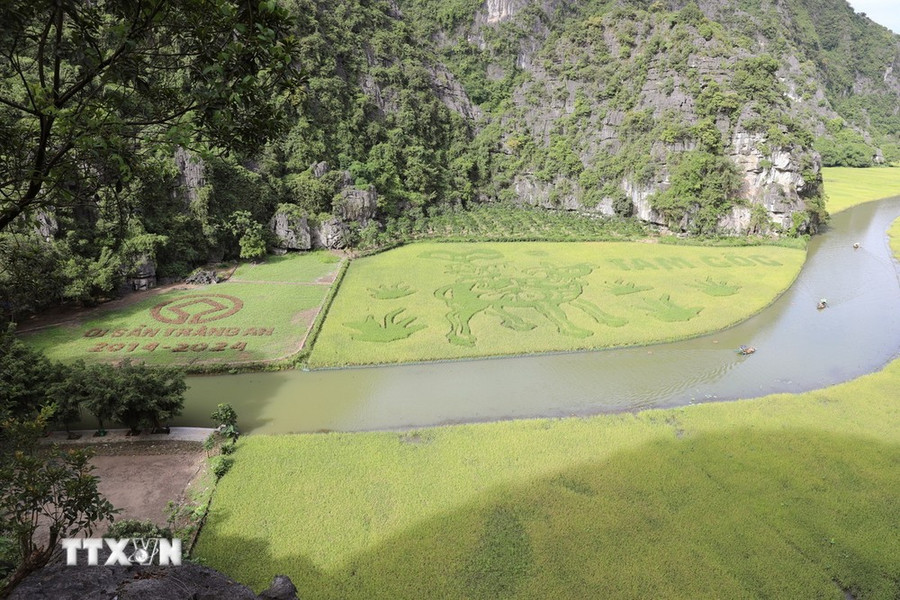 Bức tranh &quot;Mục đồng thổi sáo&quot; dần rõ nét khi lúa chín. (Ảnh: Đức Phương/TTXVN)