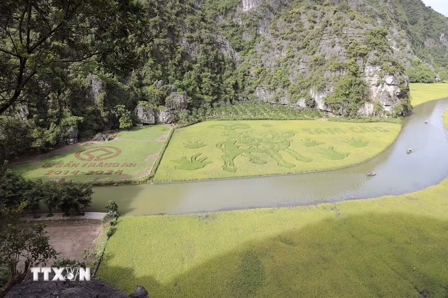 Bức tranh "Mục đồng thổi sáo" dần rõ nét khi lúa chín. (Ảnh: Đức Phương/TTXVN)