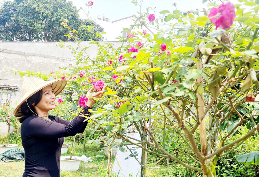 Chị Nguyễn Thị Phúc bên vườn hồng của gia đình. Ảnh: H.L Chị Nguyễn Thị Phúc bên vườn hồng của gia đình. Ảnh: H.L
